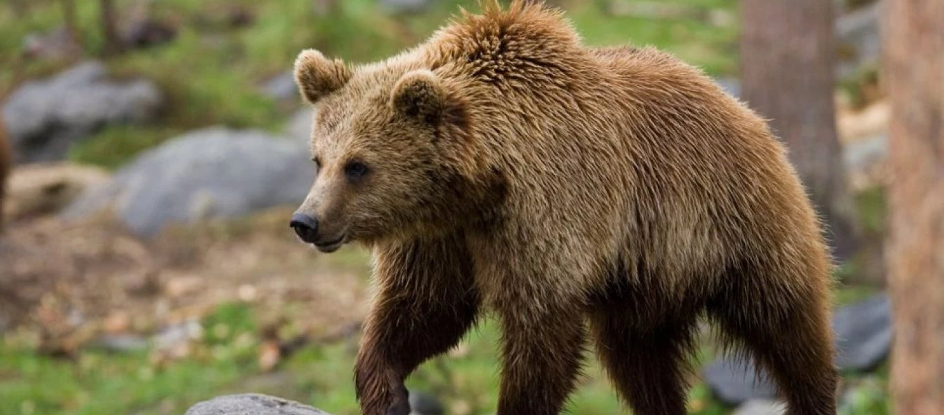 Εντοπίστηκε νεκρή αρκούδα στη Φλώρινα